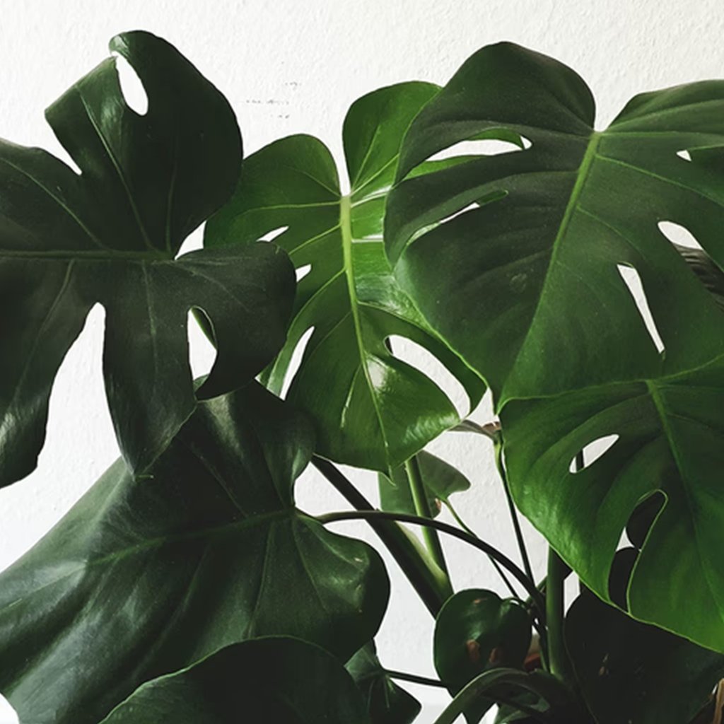 Monstera Plant